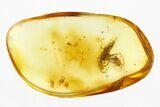 Detailed Fossil Parasitoid Wasp (Scelionidae) in Baltic Amber #292406-1